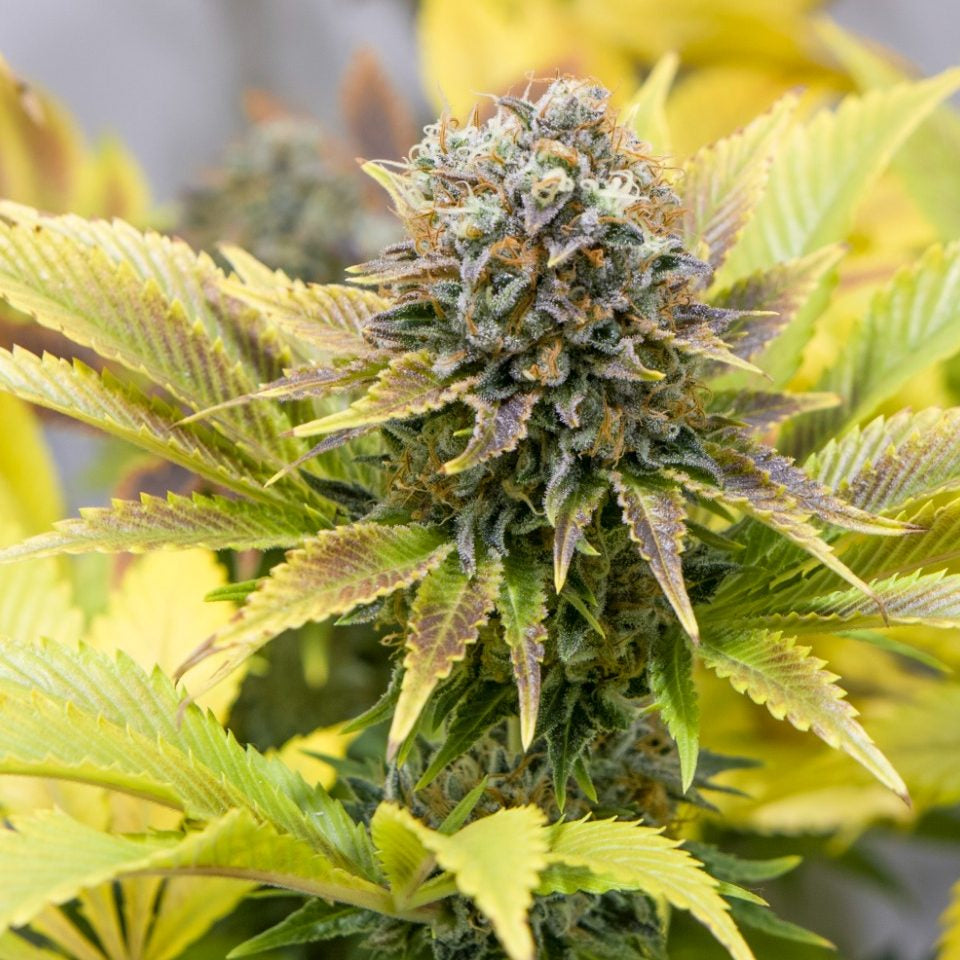 Dejah Thoris/ 5 Growers Collective // Pack 6uds