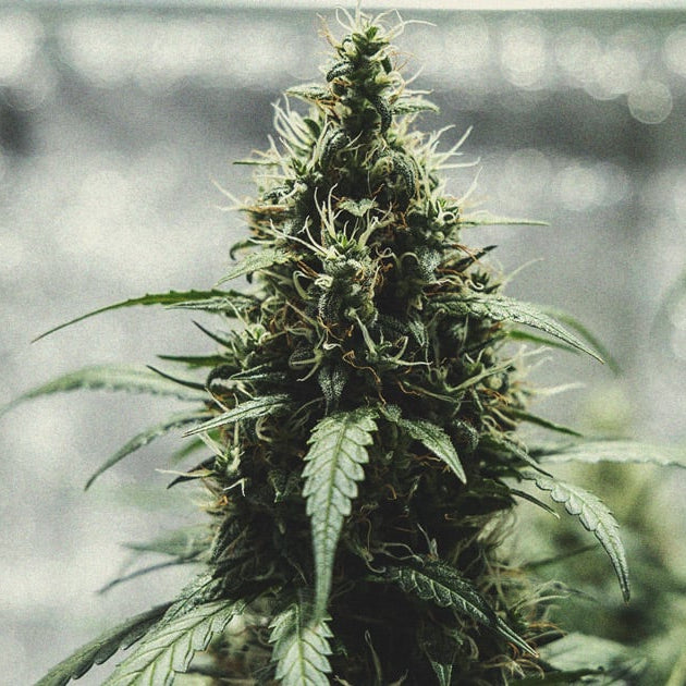 Candy Rain x Dark Jealousy Pack 3 // 5 Growers Collective