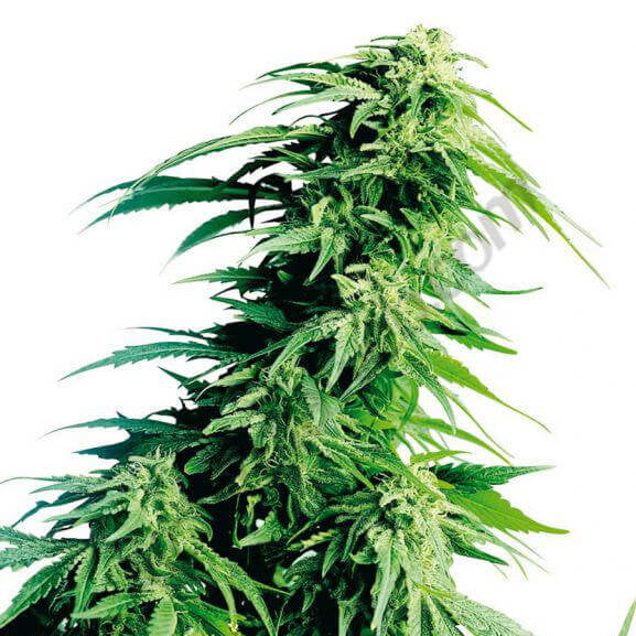 OG KUSH XL AUTO x3 und