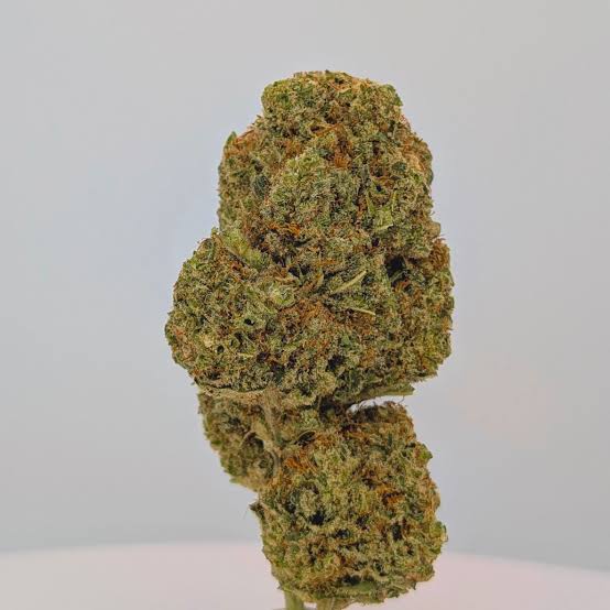 CBD TROPICAL MANGO