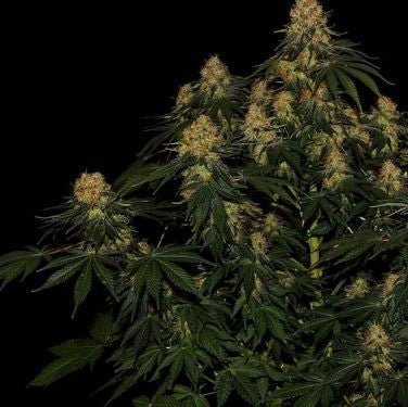 AMNESIA LEMON // 2und. PACK Amnesia Haze x Lemon Skunk