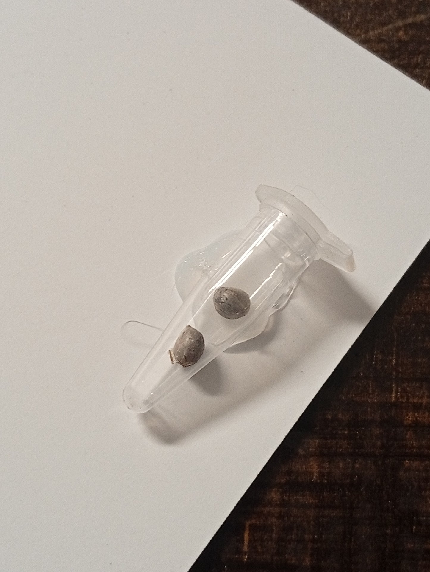 TERMINATOR // 2und. PACK