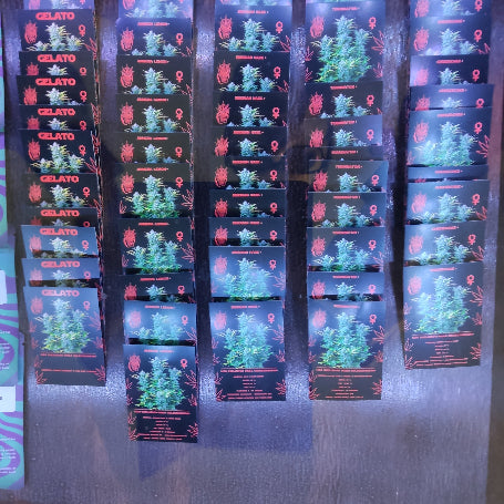 SEMILLAS STONER FotoPeriodo x2und