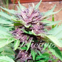 Auto Dark Purple Delicius Seeds