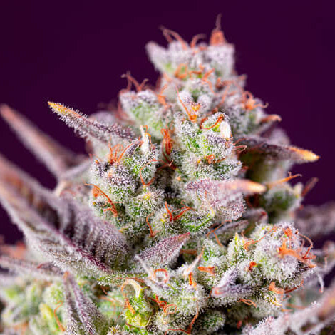 Sweet Zenzation XL auto (3) Sweet Seeds