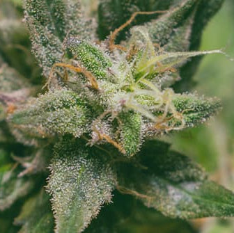 Dance Hall x Dark Jealousy Pack 3 // 5 Growers Collective