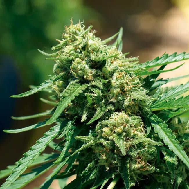 Auto Banana StrawBerry Pack 3und. - StonerShopGrowShop