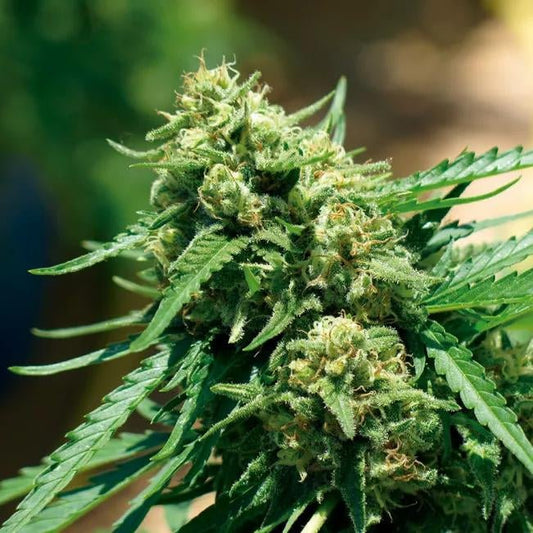 Auto Banana StrawBerry Pack 3und. - StonerShopGrowShop