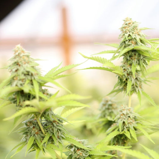 Auto Gorilla Pack 3und. - StonerShopGrowShop
