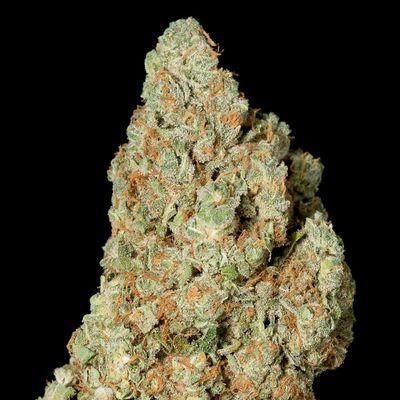 CBD Critical Bilbo - StonerShopGrowShop