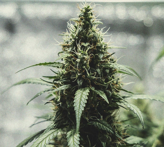 Candy Rain x Dark Jealousy Pack 3 // 5 Growers Collective