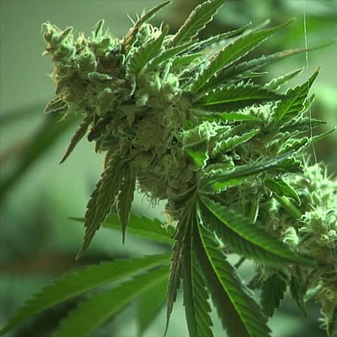 Dark Jealousy S1 Pack 3 - StonerShopGrowShop