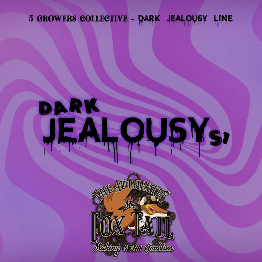 Gelato 41 x Jealousy //6und