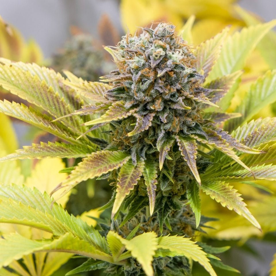 Dejah Thoris/ 5 Growers Collective - StonerShopGrowShop