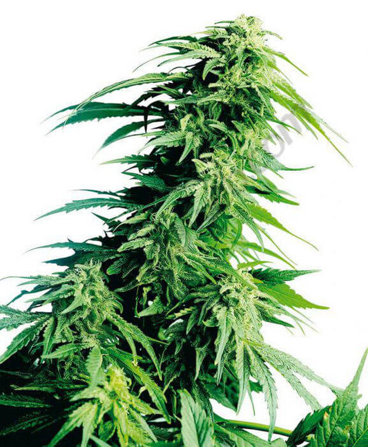 OG KUSH XL AUTO x3 und