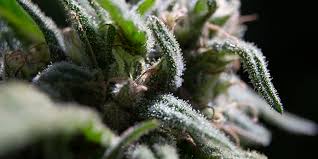 MON DELIGHT/ Jealousy x DARK Jealousy Pack 3 // 5 Growers Collective