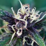 DARK GLOVE // Dark Jealousy x Gary Payton Pack 3 // 5 Growers Collective