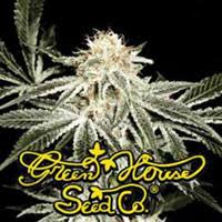 WHITE WIDOW