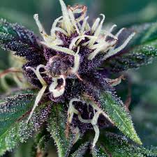 DARK GLOVE // Dark Jealousy x Gary Payton Pack 3 // 5 Growers Collective