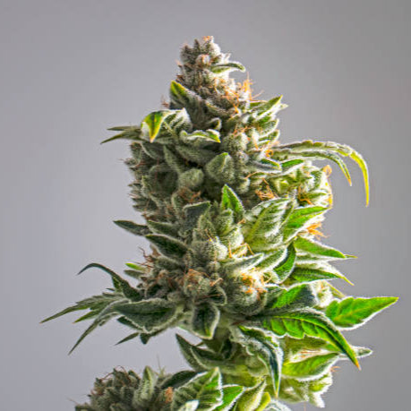 DARK BREAKFAST // Cereal Milk x Dark Jealousy Pack 3 // 5 Growers Collective