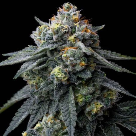 Jealousy x DARK Jealousy Pack 3 - StonerShopGrowShop