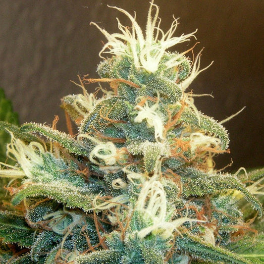 GMO x Dark Jealousy Pack 3 // 5 Growers Collective