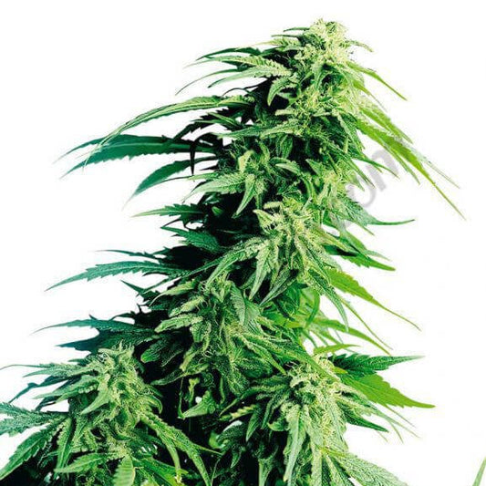 OG KUSH XL AUTO x3 und - StonerShopGrowShop