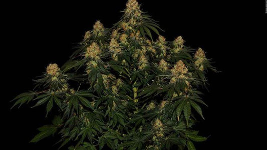 AMNESIA LEMON // 2und. PACK                                   Amnesia Haze x Lemon Skunk