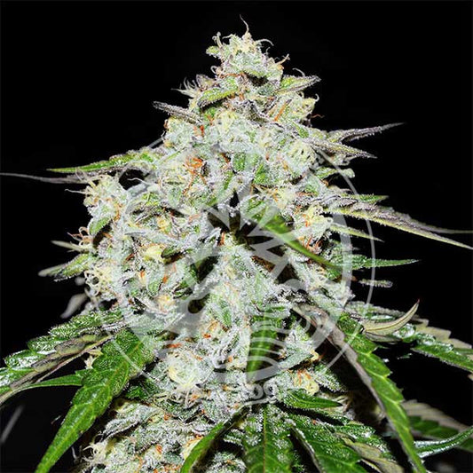 Space Cookies Auto ®

Delicius Seeds