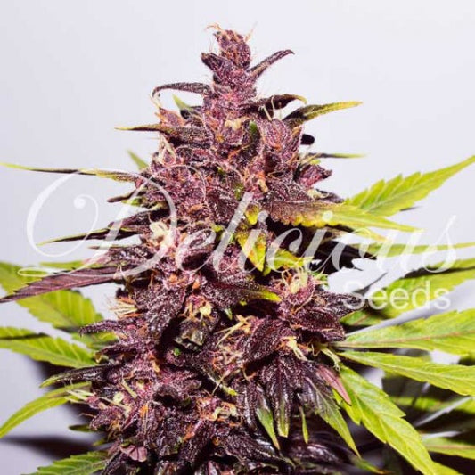 Auto Dark Purple Delicius Seeds