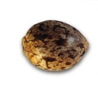 SUGAR BLACK ROSE AUTO Delicius Seeds