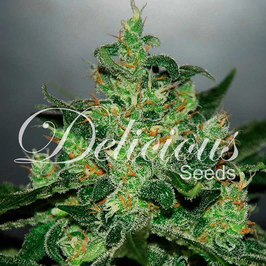 Critical Jack Herer Auto Delicius Seeds