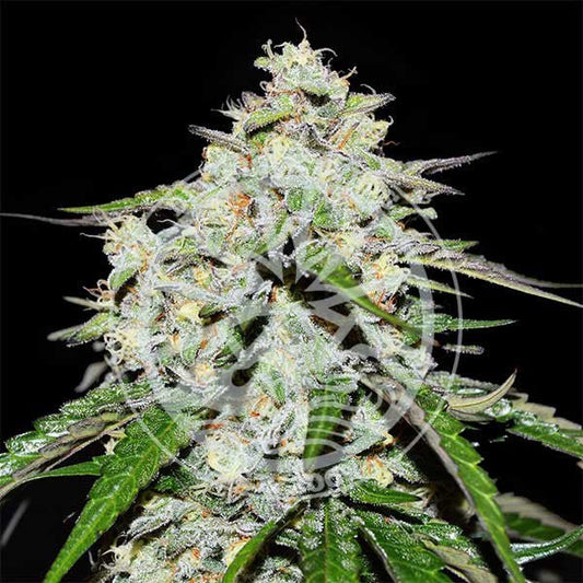 Space Cookies Auto ® Delicius Seeds - StonerShopGrowShop