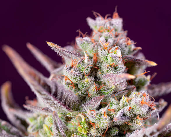 Sweet Zenzation XL auto (3) Sweet Seeds