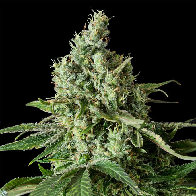 TERMINATOR // 2und. PACK - StonerShopGrowShop