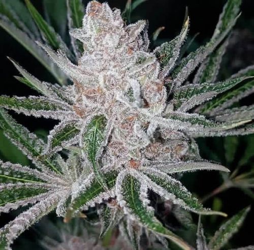 Tropicana purple cookies domus seeds