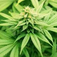 TRUFFLE TREATS Pack 3 - StonerShopGrowShop