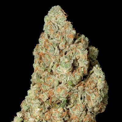 CBD Critical Bilbo