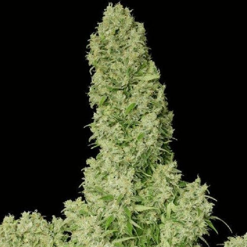 GELATO // 2und. PACK