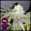 Tropicana purple cookies domus seeds