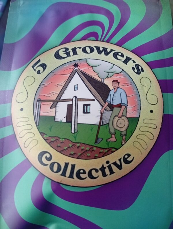 PACKS DE 3 SEMILLAS                      DARK JEALOUSY SERIES.            5 GROWERS COLLECTIVE